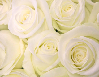 Фотообои Розы белоснежного оттенка 7104