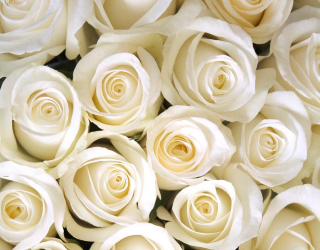 Фотошпалери Букет білих троянд 9515