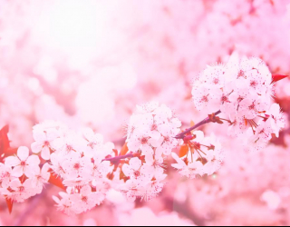 Фотообои Розовый вишневый цвет 4104