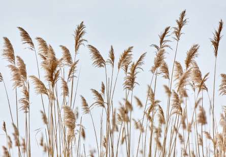 Фотообои Сухоцветы колоски Фотообои Сухоцветы колоски