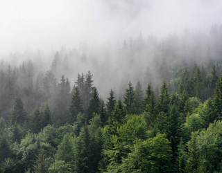 Фотообои Туманный лес 20922
