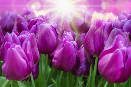 Фотообои фиолетовые тюльпаны Фотообои фиолетовые тюльпаны