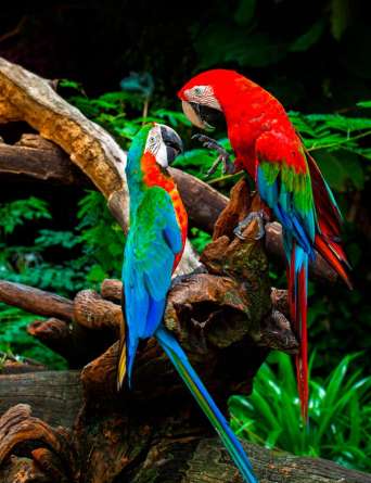 Фотообои Попугаи Фотообои Попугаи