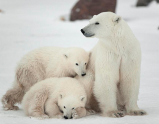 Фотообои Семья белых медведей 2956