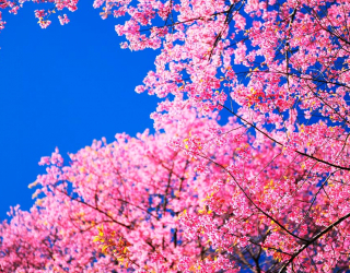 Фотообои Сакура цветет 11904