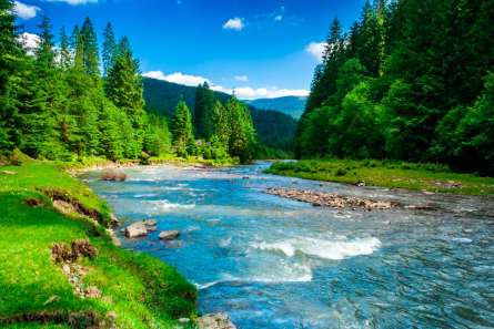 Фотошпалери Протягом, зелень