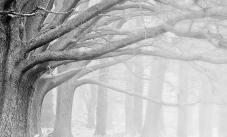 Фотообои большие серые деревья Фотообои большие серые деревья