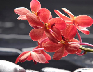 Фотошпалери Коралові квіти 4059