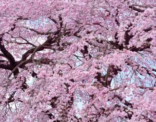 Фотошпалери Цвітіння сакури під стелю 22795