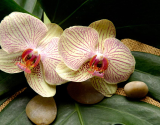 Фотошпалери Смугасті орхідеї 5027