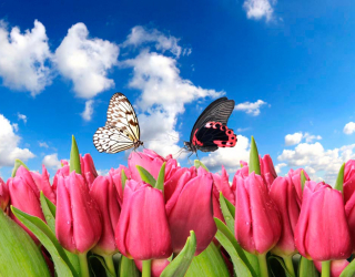 Фотошпалери Метелики і рожеві тюльпани 10354