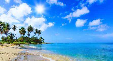 Фотообои Море и пальмы Фотообои Море и пальмы