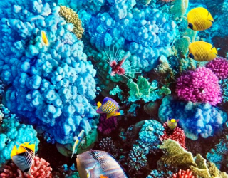 Фотообои Голубые кораллы 9149