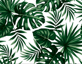 Фотообои Тропические листья 18174
