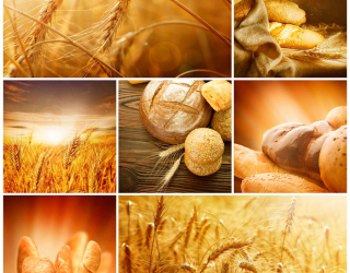 Пшениця, хліб 2689