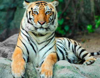 Фотошпалери Відпочиваючий тигр 2954