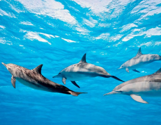 Фотошпалери Гра дельфінів 2990