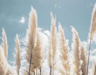 Фотообои Сухоцветы 26575