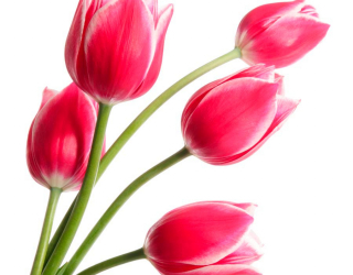 Фотошпалери Рожеві тюльпани 7714