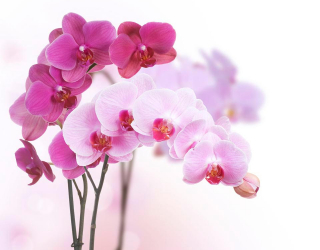 Фотошпалери Білі і рожеві орхідеї 4096