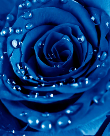 Фотообои Роза ярко-синяя