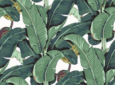 Фотошпалери зелені бананові листя Фотошпалери зелені бананові листя