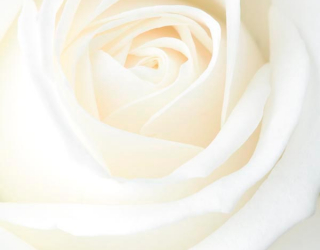 Фотообои Белая распустившаяся роза 7753