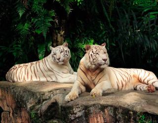 Фотошпалери Сімейство білих тигрів 10688