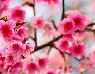 Фотообои Дерево с розовыми ветами 4154