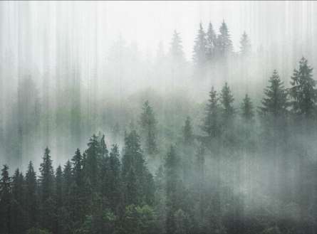 Фотообои Туманный лес 3д