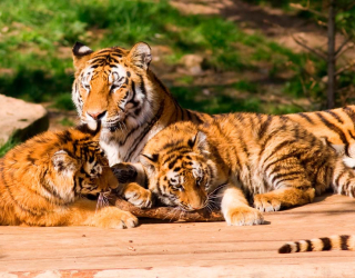 Фотообои Семья тигров 9215