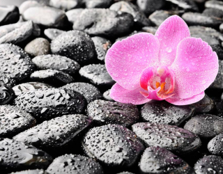 Фотообои Орхидея, роса, камни 7095