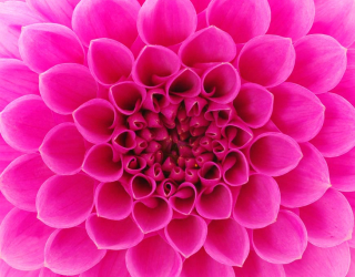 Фотообои Сотовый цветок малиновый 3176