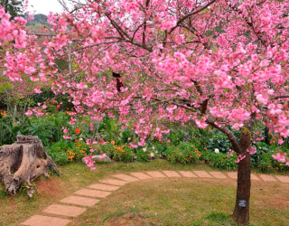 Фотообои Цветущие вишни 12860