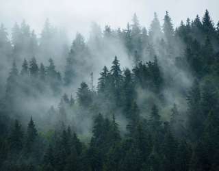 Фотообои Лес в тумане 27957