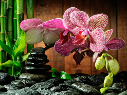 Фотообои Малиновые полосчатые орхидеи