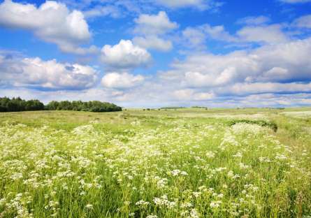 Фотообои поле