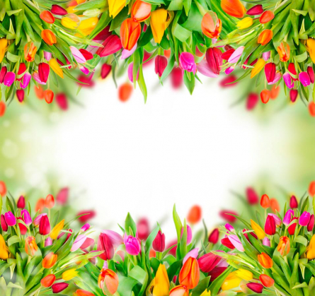 Фотообои Рамка из тюльпанов
