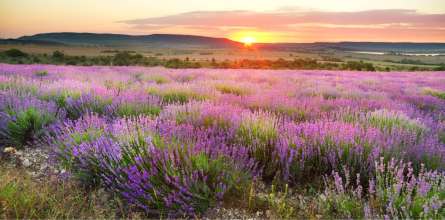 Фотообои Лавандовое поле на закате