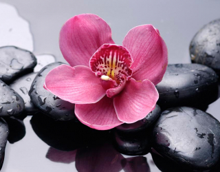 Фотообои Черные камни, орхидея 9538