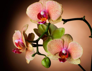 Фотошпалери Гілочка кремових орхідей 9555