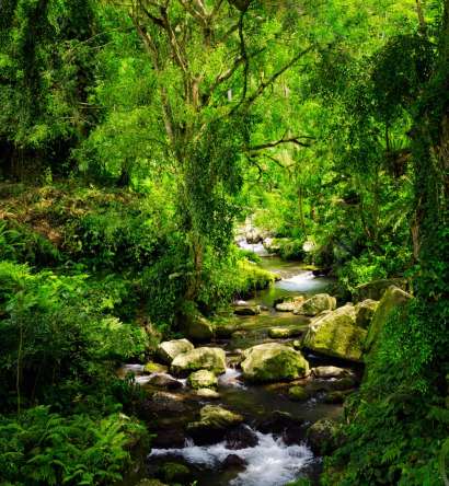 Фотообои речка в лесу