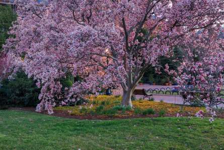 Фотообои пушистое розовое дерево