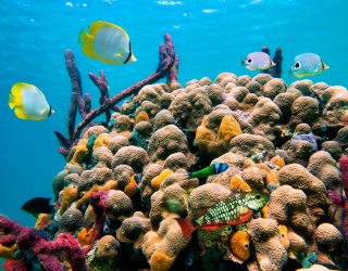 Фотошпалери Кораловий риф 6971