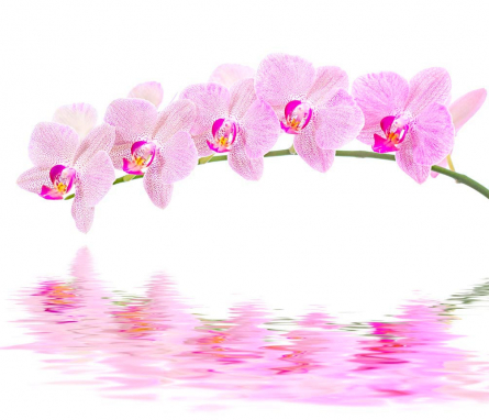 Фотообои Отражение орхидей