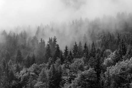 Фотошпалери ліс