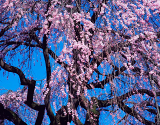 Фотообои Цветущая сакура 1098