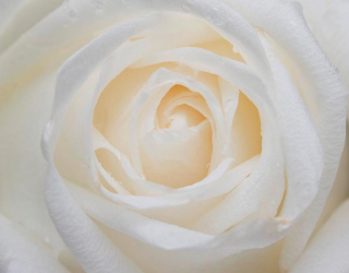 Фотошпалери Розпустилася біла троянда 7940