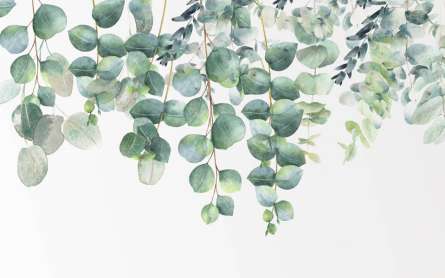 Фотошпалери евкаліптові гілки Фотошпалери евкаліптові гілки