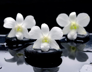 Фотообои Белые орхидеи на камнях 8847